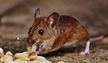 24 Hour & Emergency Exterminators in Pecos National Monument, NM